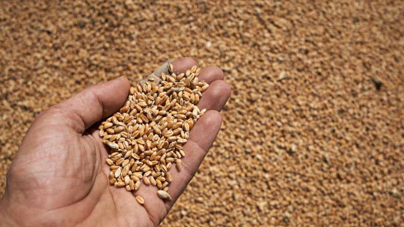 L’Algérie reconfigure son marché des semences : Nouvelle donne agro-commerciale