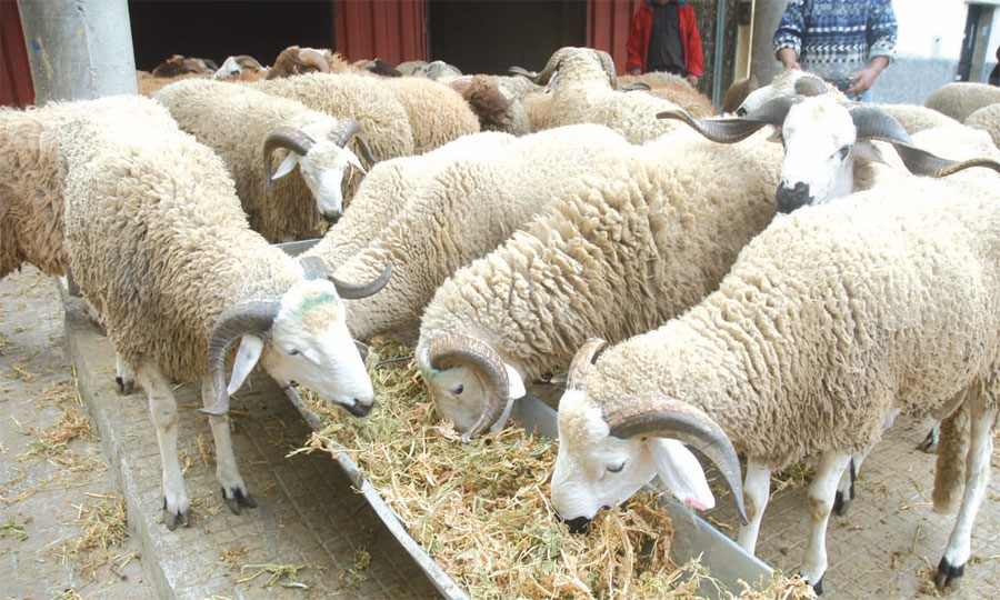 Ramadan 2026: Agrolog lance un plan d’importation massif